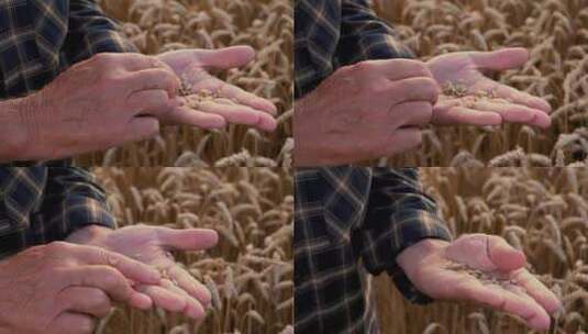 农民在检查麦子的状况高清在线视频素材下载