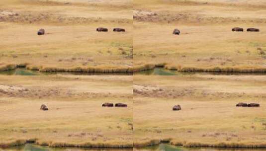 自然保护区的野牛高清在线视频素材下载