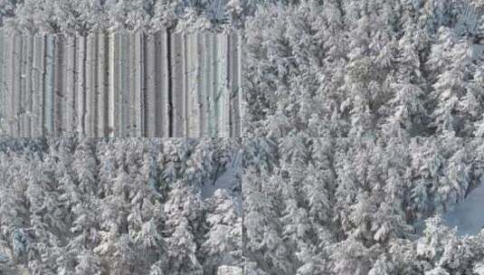 在白雪覆盖的森林的树梢上高清在线视频素材下载