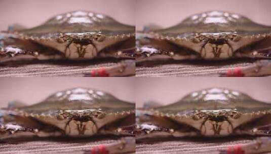 海蟹飞蟹梭子蟹 (5)高清在线视频素材下载
