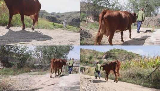农民放牛回家高清在线视频素材下载