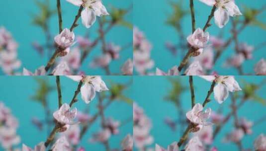 花朵桃花梅花绽放开花过程实拍高清在线视频素材下载