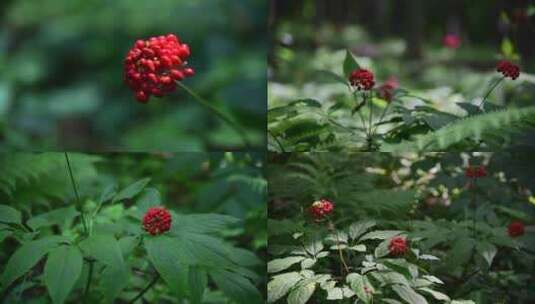 人参种植高清在线视频素材下载