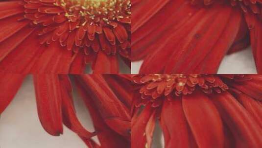 特写鲜红色大红色菊花非洲菊高清在线视频素材下载