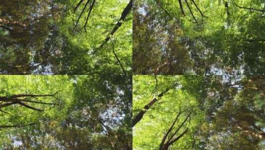 森林向上视角360度旋转高清在线视频素材下载