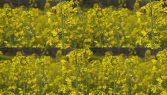 油菜花 蜜蜂采蜜 唯美油菜花高清在线视频素材下载