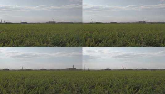 秋天的乡村稻田自然风光4k高清在线视频素材下载