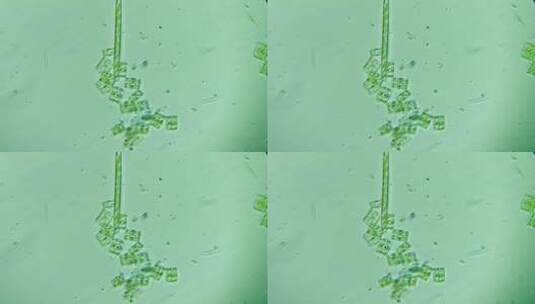 生物科普科研素材 硅藻（淡水）5高清在线视频素材下载