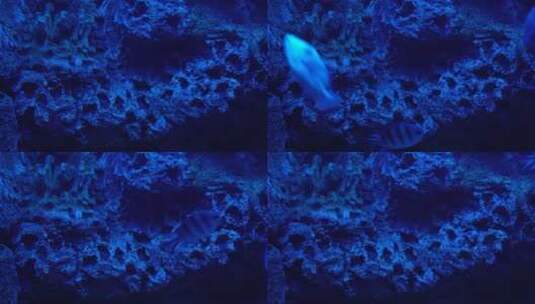 蓝色海底深海神秘热带鱼高清在线视频素材下载