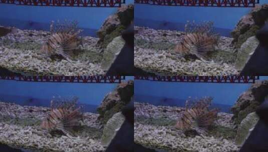 狮子鱼观赏鱼海洋生物高清在线视频素材下载