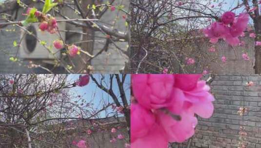 【镜头合集】春季花朵鲜花粉色桃花高清在线视频素材下载