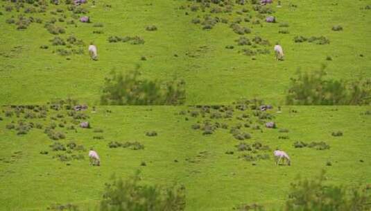 西藏那曲草原上的动物高清在线视频素材下载