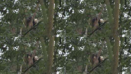 树上休息的国宝大熊猫高清在线视频素材下载