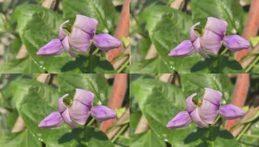 豆角花朵特写镜头高清在线视频素材下载