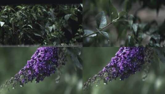 森林雨水植物特写慢镜头合集高清在线视频素材下载