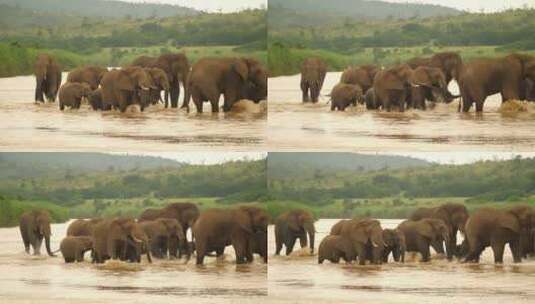 大象群过河高清在线视频素材下载
