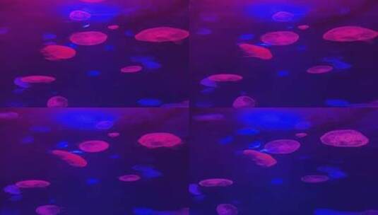 好看的水母，美丽的海底生物高清在线视频素材下载