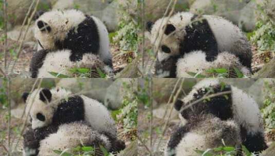 两只可爱大熊猫幼崽宝宝一起玩耍摔跤高清在线视频素材下载