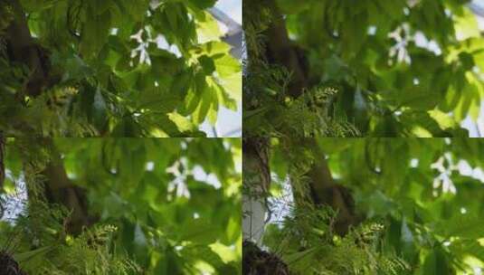 含羞草热带雨林植物园绿色叶子高清在线视频素材下载