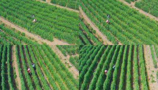 荚豆种植基地航拍高清在线视频素材下载