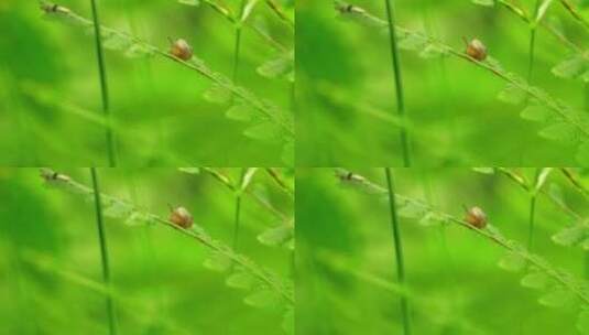 夏天雨后草丛一只可爱蜗牛觅食的特写镜头高清在线视频素材下载