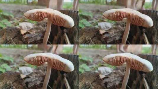 地面上的毒蘑菇高清在线视频素材下载