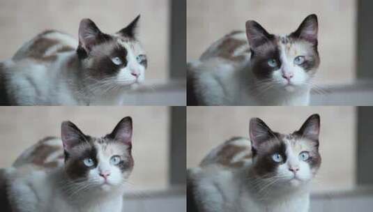 蓝色眼睛的小猫咪高清在线视频素材下载