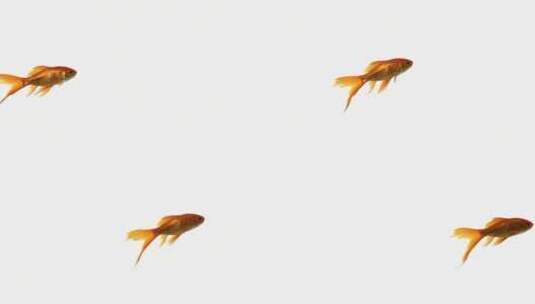 游动的金鱼高清在线视频素材下载