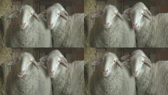 羊吃草4k视频高清在线视频素材下载