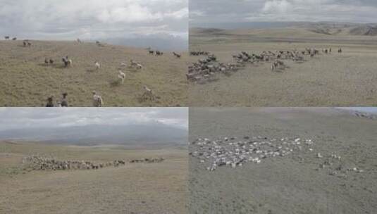 新疆塔城航拍羊群dji-dlog原片素材（可调色高清在线视频素材下载
