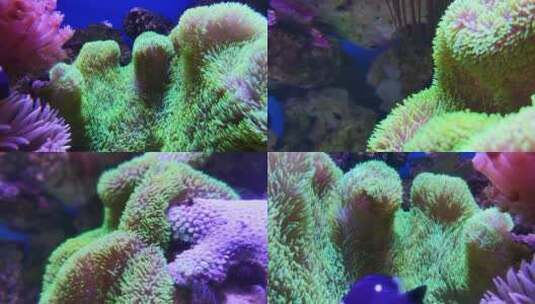 珊瑚活体高清在线视频素材下载