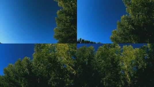 仰拍夏日风中摆动的杨树林 树叶 摇高清在线视频素材下载