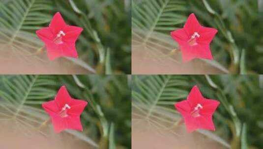 红色五角星花朵高清在线视频素材下载