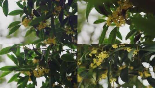 【4K】桂花实拍素材，秋天的桂花特写高清在线视频素材下载