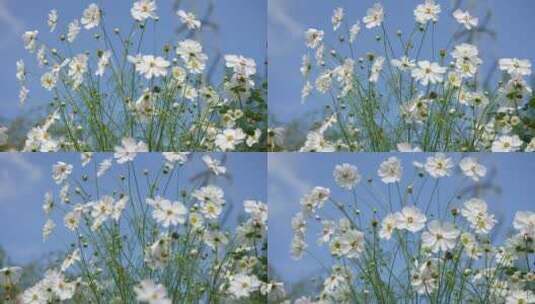 【精品】格桑花鲜花花朵微距特写高清在线视频素材下载