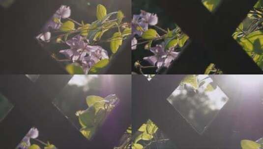 阳光下花园里花架上盛开的铁线莲花高清在线视频素材下载