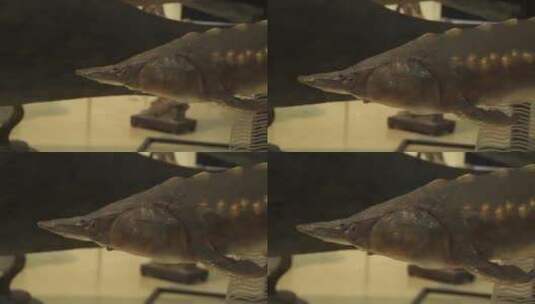 中华鲟鱼保护动物鱼类标本高清在线视频素材下载