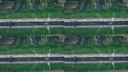 4K升格实拍自然风光河岸边的野生动物白鹭高清在线视频素材下载
