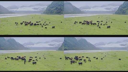 4K草原牛群高清在线视频素材下载