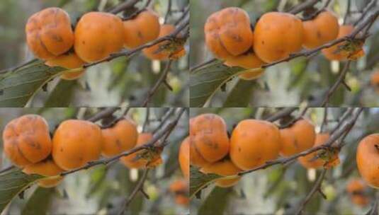 枝头上成熟的柿子高清在线视频素材下载