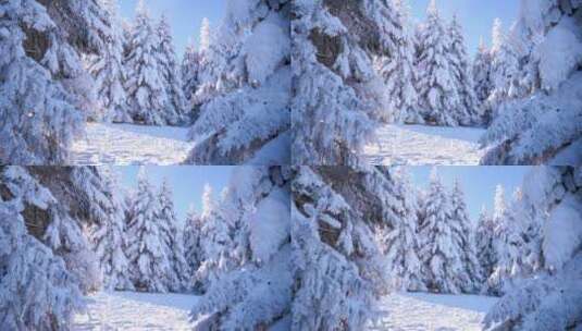 冬天大自然阳光下雪松美景镜头特写高清在线视频素材下载