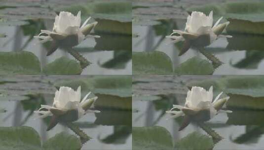 池塘里的白睡莲高清在线视频素材下载