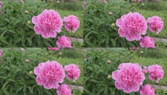 粉红色的牡丹花随风摇曳高清在线视频素材下载