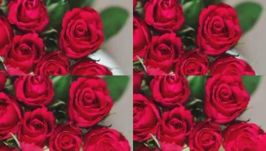红玫瑰的特写高清在线视频素材下载