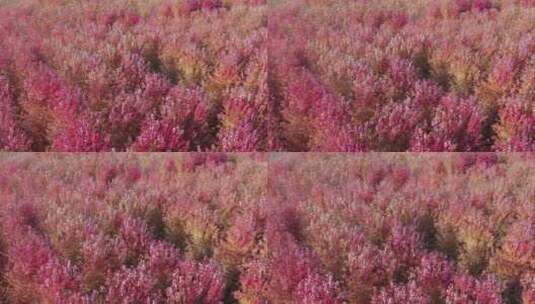 深秋的红枫林航拍4K视频高清在线视频素材下载