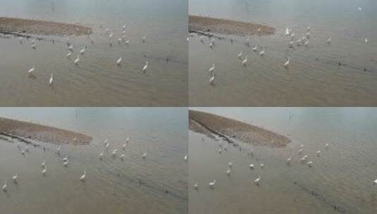 水边成群的白鹭高清在线视频素材下载