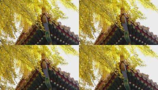 北京银杏银杏树秋天秋景秋季秋色高清在线视频素材下载