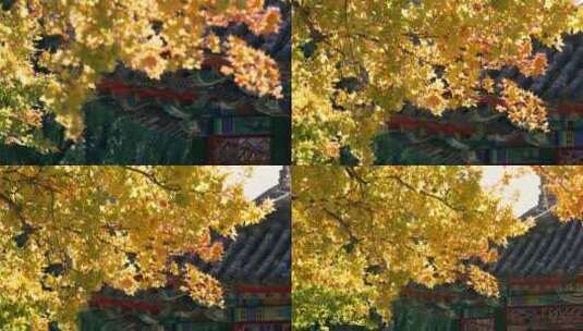 北京地坛公园枫树林阳光下的黄叶特写高清在线视频素材下载