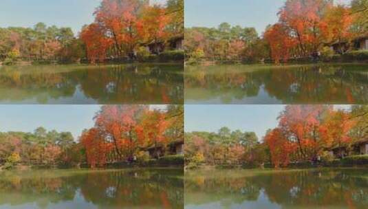 苏州天平山红枫秋景高清在线视频素材下载