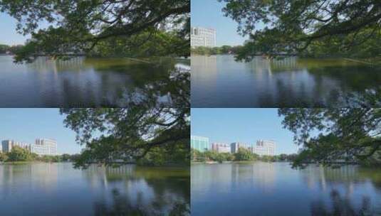 广州流花湖公园大榕树与城市湖景高楼建筑高清在线视频素材下载